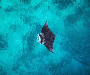 Manta Point Nusa Penida