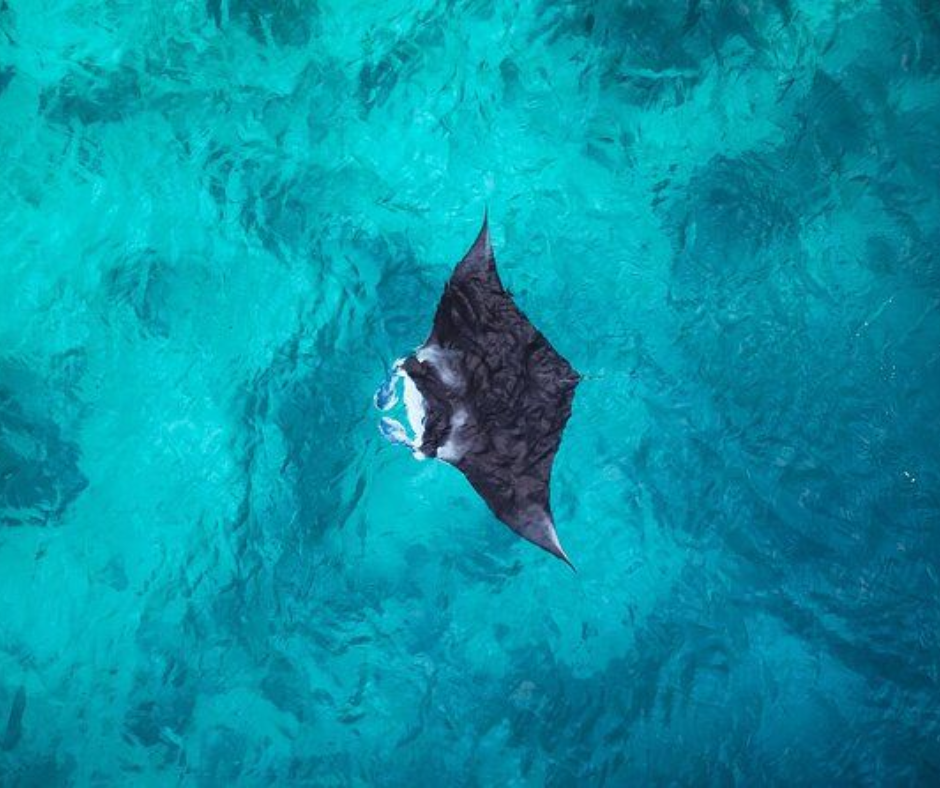 Manta Point Nusa Penida